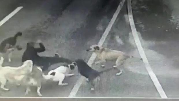 Bakırköy'de korku dolu anlar! 6 köpek yoldan geçen adama saldırdı
