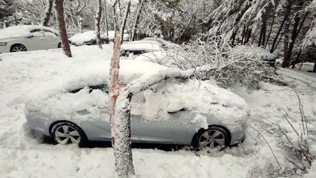 Beşiktaş'ta iki ağaç otomobillerin üzerine devrildi