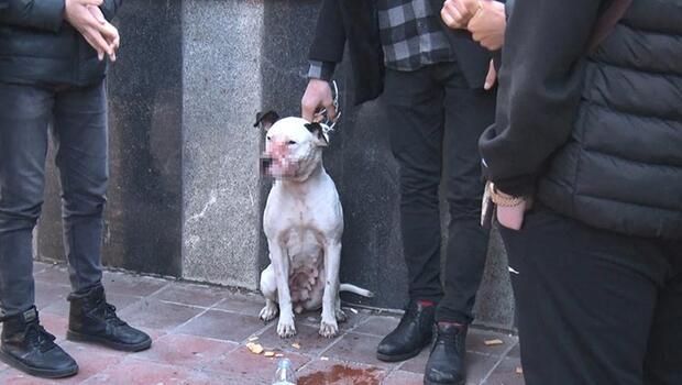 Sahipsiz pitbull sokak köpeğine saldırdı...İlk müdahaleyi vatandaşlar yaptı