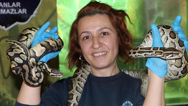 Güvenlik görevlisi olarak başladığı hayvanat bahçesinde yılan bakıcısı oldu