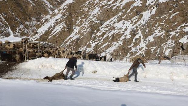 Hakkari'de son 1 haftada 20 gebe koyun öldü! Zehirlenme şüphesi