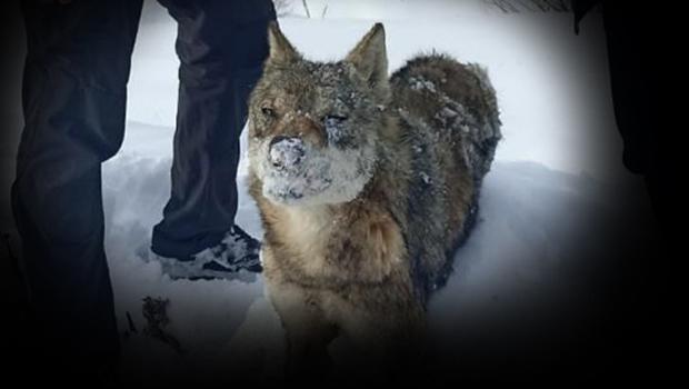 Sivas'ta karlı arazide donmuş kurt bulundu