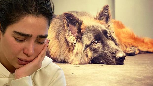 Durakta elektrik akımına kapılan köpek öldü, sahibi gözyaşlarına boğuldu