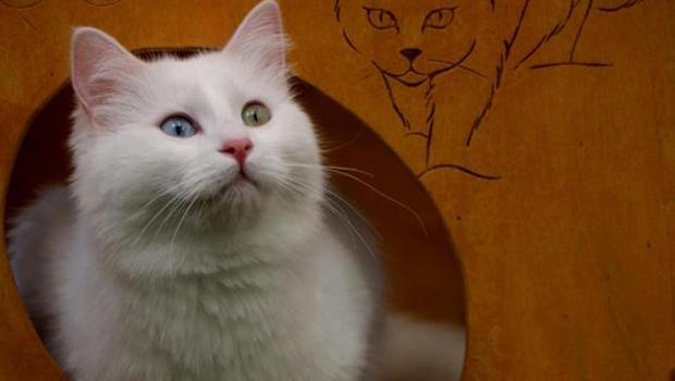 Çiftleşme hazırlığındaki kedilere sakinleşmesi için müzik dinletiliyor