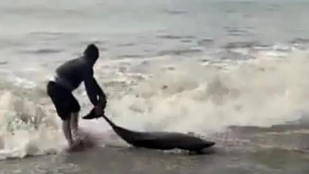 Antalya’da sahile vuran yunusu vatandaşlar kurtardı