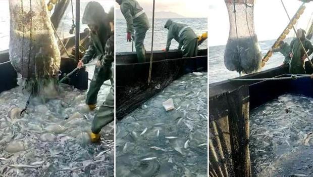 Hatay'da ağlar denizanasıyla doldu! 'Dokunmayın' uyarısı geldi