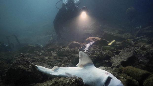 'Karadeniz Havzası’nı Tehdit Eden Kirlilik' sergisi Edirne'de açılıyor...