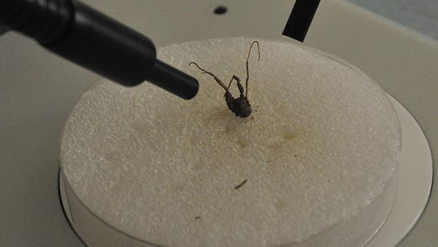 Konya'da yeni 'otbiçen' türü keşfettiler: 'Dünyada ilk kez...'