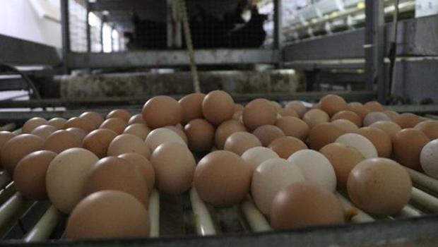 Yumurta kabuklarında 'salmonella bakterisi' uyarısı