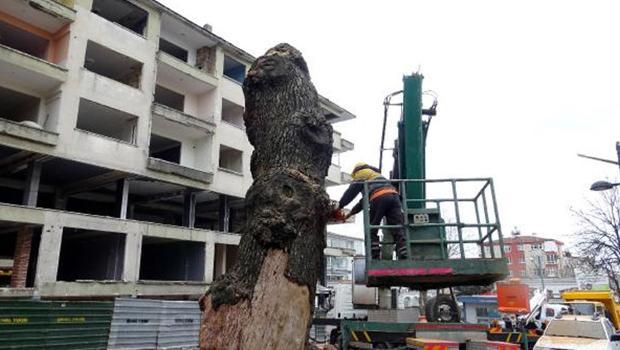 Avcılar'da ağaç kesim tartışması