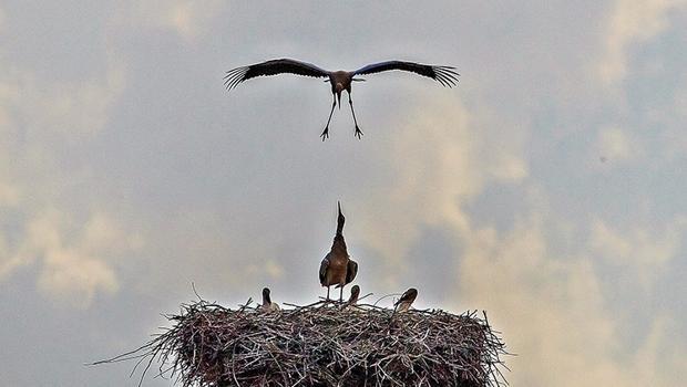 Prof. Dr. Kılıç: Ukrayna'daki savaştan en az 30 bin çift leylek etkilenecek