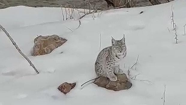 Bingöl'de vaşak görüldü! Kaymakam'dan 'zarar vermeyin' uyarısı 