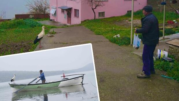 Yaren leylek, Adem Amca gelmeyince evinin bahçesine kondu