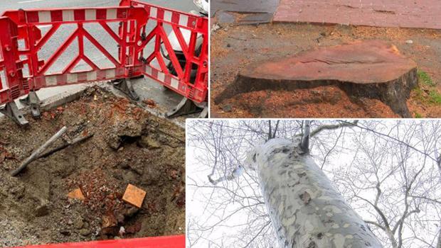 Beşiktaş'ta 112 çınar ağacı kansere yakalandığı gerekçesiyle kesildi! 'Reklam yeri açılsın diye kesildi' iddiası...