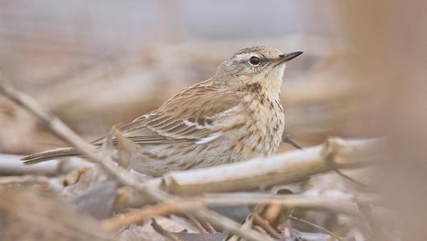 Hevsel Bahçeleri'nde 13 yıl sonra yeniden dağ incir kuşu görüntülendi