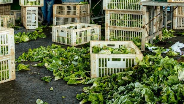 'Benimle mi çözülecek demeyin...' Dünyadaki 800 milyon insan aç, yemekler ise çöpte!
