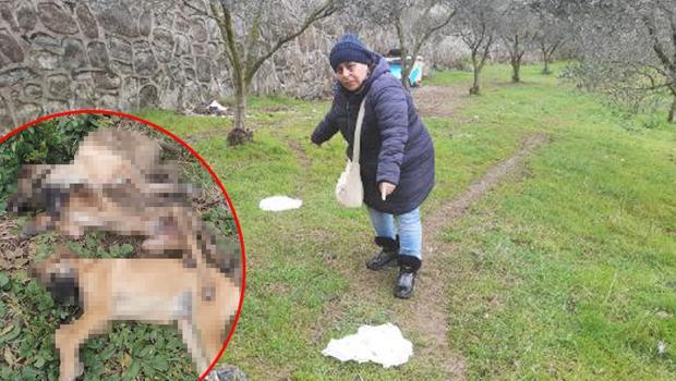 Kocaeli'd Tavuk yiyen 5 köpeğin ölümüne soruşturma