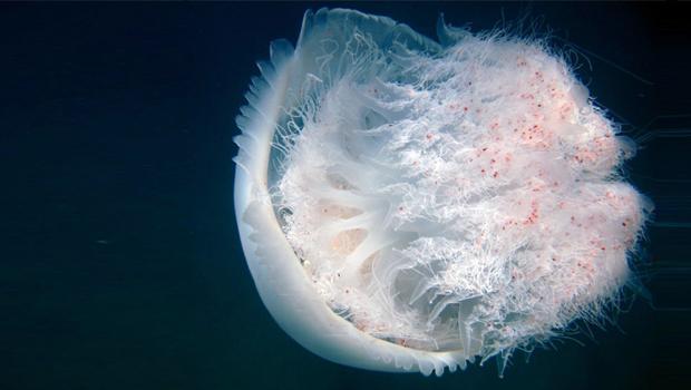 Akdeniz sahillerinde sayıları arttı! Kritik uyarı: Yakıcı kapsülleri var, temastan kaçının