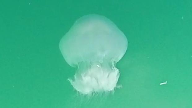 Akdeniz'de denizanası yoğunluğu tedirgin ediyor! 'Balık azaldı, denizanaları çoğaldı'