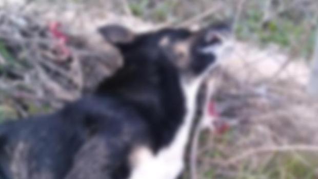Mudanya'daki vahşete yenileri eklendi! 4 köpek zehirlenerek öldü
