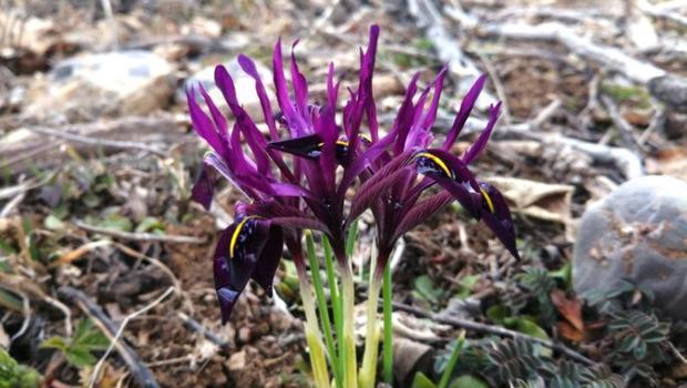 Bu bitki dünyada sadece Kayseri'de yetişiyor