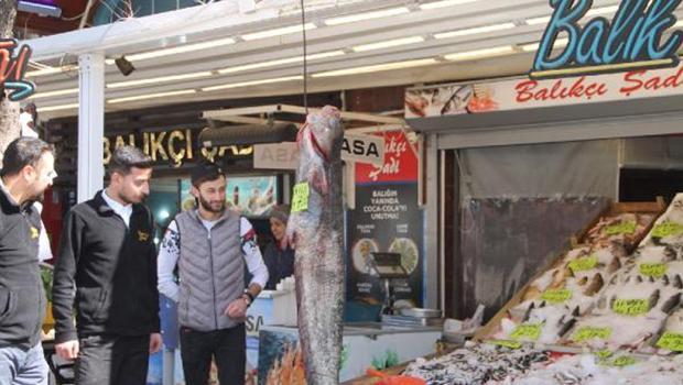 Balıkçının ağına, 40 kiloluk yayın balığı takıldı