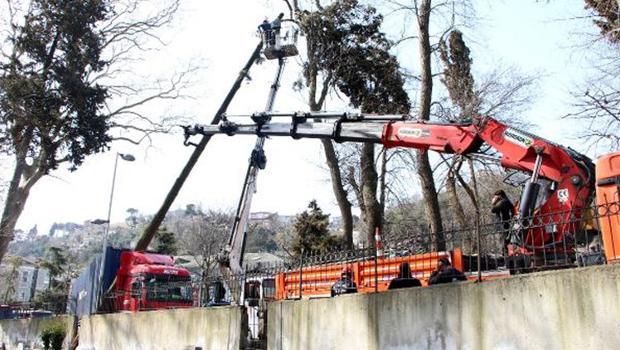 Sarıyer'de TIR, asırlık çınar ağacını devirdi