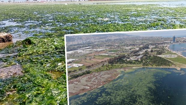İzmir'de şaşırtan görütü! Sahil yeşile büründü