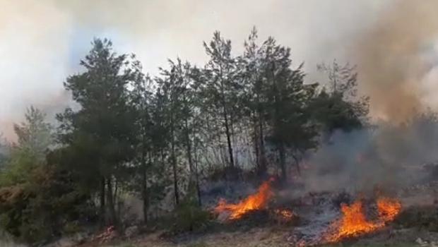 Tarsus'ta orman yangını büyümeden söndürüldü