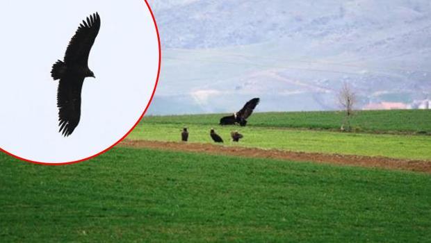 Dünyada nesli tehlike altında olan kara akbabalar gözlemlendi