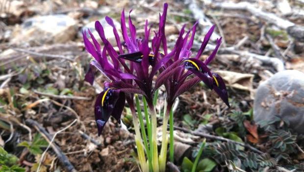 Sadece bu ilçede yetişiyor! Bu bitkiyi koparan yandı: 109 bin TL para cezası var