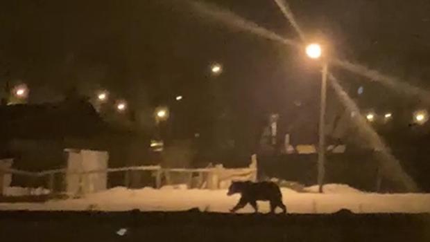 Ardahan'da aç kalan bozayı ilçe merkezine indi