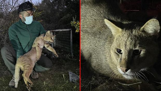 Türkiye'de ikinci uydu vericili saz kedisi 'Serçin' oldu