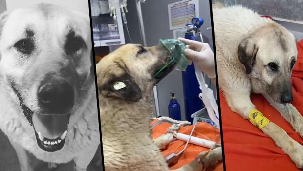 Ankara'da 4 gün arayla yine zehirlenen 'Dayı'dan acı haber