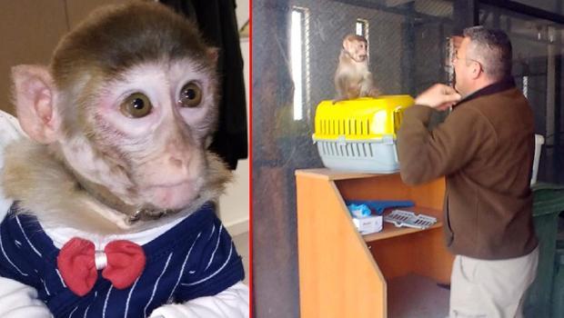 Kayseri'de beslenmesi yasak maymuna el konuldu