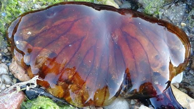 Çanakkale Boğazı'nda zehirli denizanaları görüldü... Uzmanından kritik uyarı