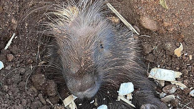 'Eti ilaç' denilerek avlanan oklu kirpi için profesör Ali Satar'dan uyarı: 'Öyle bir şey yok'