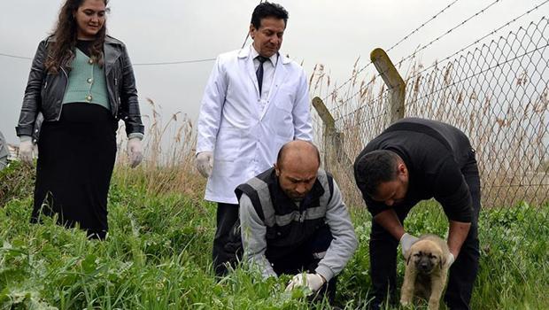 Manisa'da vahşet: Onlarca köpeği zehirleyerek öldürdüler