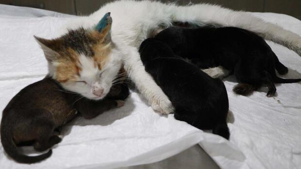 Çanakkale'de yavrularını kaybeden kedi, yavru köpeklere sütanne oldu