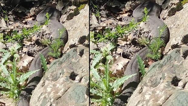Elazığ'da dev yılan paniği