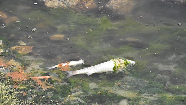 İzmir'de endişelendiren görüntü! Çakalburnu Lagünü'nde oksijen tükendi, balıklar öldü