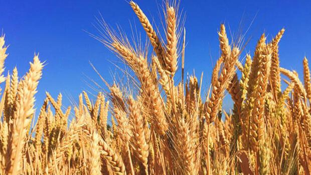 TMO Genel Müdüründen önemli buğday mesajı