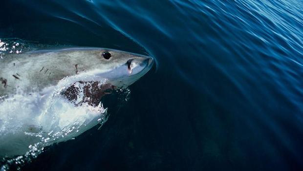 Jaws'tan önce o vardı... İnsanlar köpekbalığından neden korkuyor? 12 gün süren dehşet...