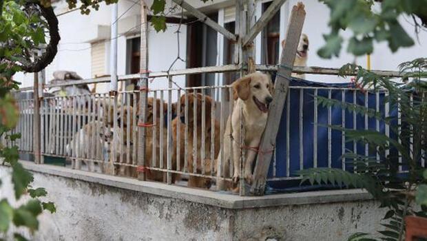 Hayvanseverler isyan etti: 'Köpekler evde kilitli tutuluyor' iddiası
