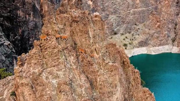 Yaban keçilerinin zorlu tırmanışları dron ile görüntülendi