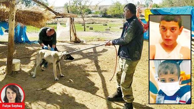 Sokak hayvanları tartışması yeniden alevlendi