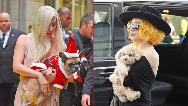 Üstelik gezdiren kişiyi de vurmuştu: Lady Gaga'nın köpeklerini kaçıran saldırgana 21 yıl hapis cezası!