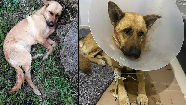 Hatay'da vahşet! Ağzına silahla ateş edilen köpek yaşam mücadelesi veriyor