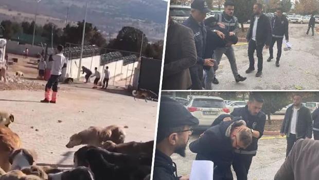 Köpeği kürekle öldürmüşlerdi... Konya'daki vahşette yeni gelişme!