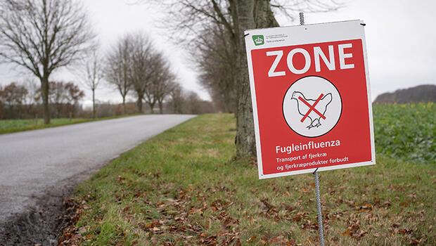 Danimarka’da kuş gribi alarmı: 50 bin tavuk itlaf edilecek